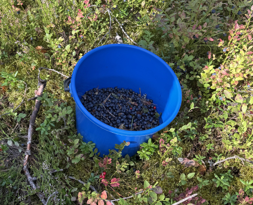 Blueberries in a blue bucket