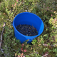Blueberries in a blue bucket